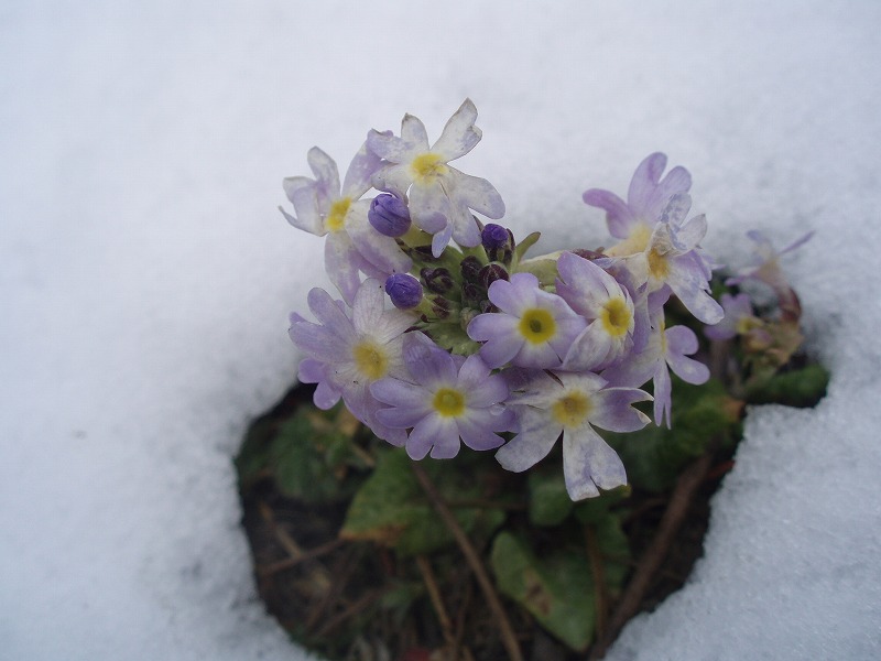 �q�}�����̉�